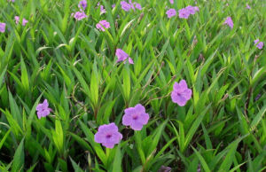 植物抗逆性 植物抗逆性