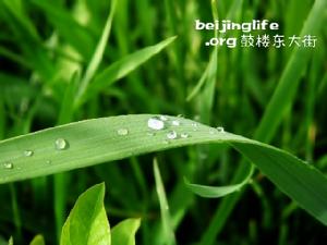 綠葉發電 綠葉發電