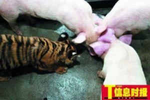 《小老虎大戰殺人王》