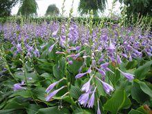 紫花玉簪