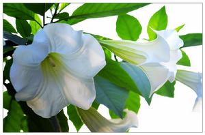 白花曼陀羅圖冊