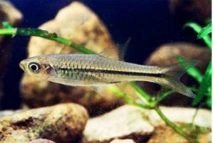 梅氏細棘鰕虎魚 梅氏細棘鰕虎魚