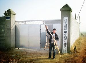 南斯拉夫雪藕 南斯拉夫雪藕