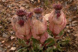 藏地紅蓮 藏地紅蓮