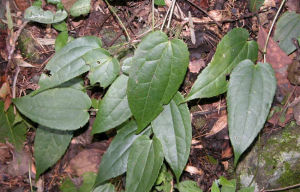 毛單葉鐵線蓮 毛單葉鐵線蓮