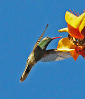 白尾金喉蜂鳥 白尾金喉蜂鳥