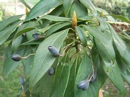 隱脈潤楠 隱脈潤楠