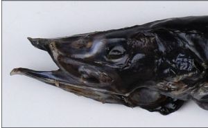 雙色鱧魚 雙色鱧魚