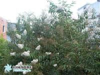 廣東紫薇 廣東紫薇