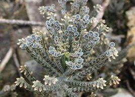 棒葉落地生根 棒葉落地生根