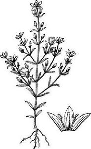 青葉膽[龍膽科獐牙菜屬植物]