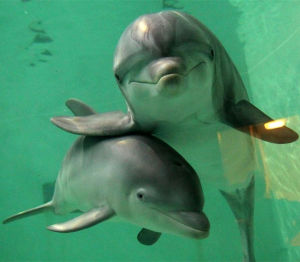 海豚寶寶 海豚寶寶