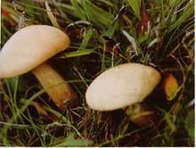 粉紫香菇 粉紫香菇