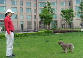 寵物家教 寵物家教