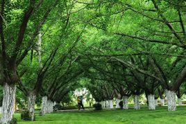 中國銀杏之鄉[山東臨沂市郯城縣]