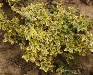 銀邊扶芳藤 銀邊扶芳藤