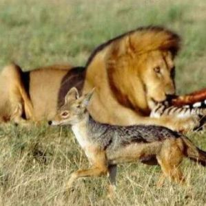 獅子王與豺 獅子王與豺