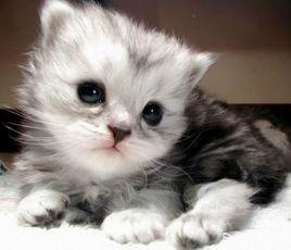 暗藍灰色貓 暗藍灰色貓