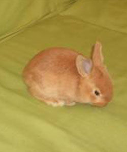 柏魯美路兔 柏魯美路兔