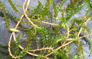 無隔藻絲囊霉 無隔藻絲囊霉