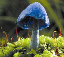 天藍蘑菇