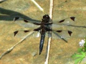 玳瑁斑蜻蜓 玳瑁斑蜻蜓