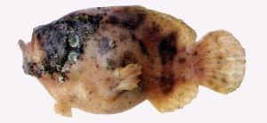 隱刺薄躄魚 隱刺薄躄魚