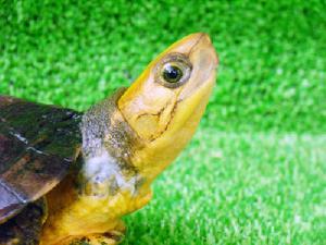 Yellow-headed box turtle