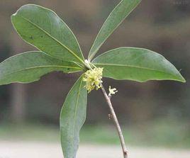 黃肉楠屬 黃肉楠屬