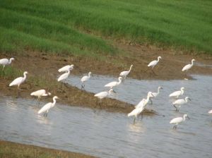 丹江濕地保護區