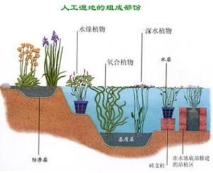 人工濕地 人工濕地
