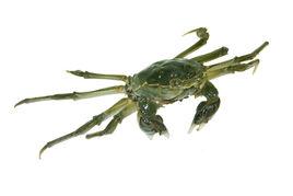 梁子湖大河蟹 梁子湖大河蟹