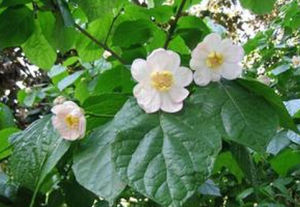 夏蠟梅屬 夏蠟梅屬