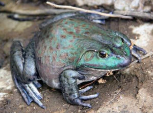Lithobates catesbeiana(Shaw)
