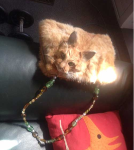 貓標本手袋 貓標本手袋