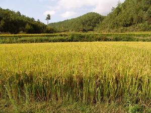 水稻種植