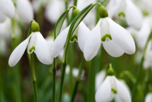 雪花蓮[石蒜科植物]