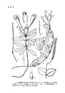 蒙自吊石苣苔 蒙自吊石苣苔