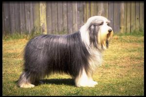 古代長須牧羊犬