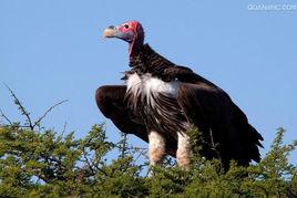 肉垂禿鷲 肉垂禿鷲