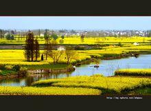 千島菜花風景區