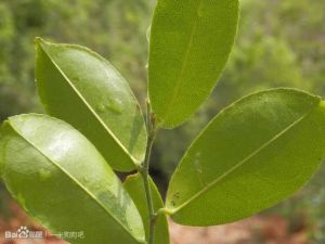 單葉藤橘 單葉藤橘