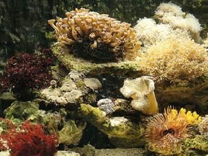 雛菊珊瑚