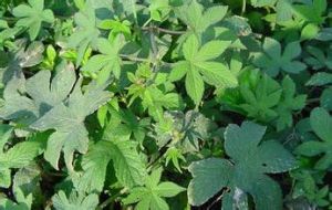 日本扁枝越桔 日本扁枝越桔