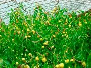 金鈴園棗 金鈴園棗