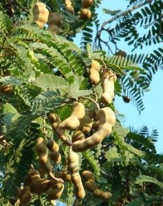 熱帶水果 熱帶水果