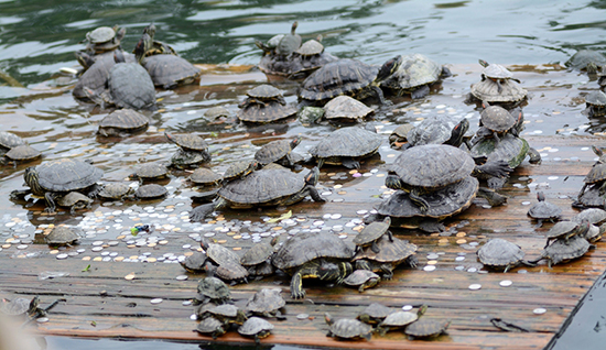 投幣祈福 投幣祈福