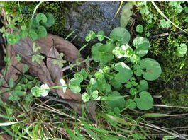 南川梅花草 南川梅花草