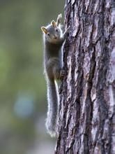 博氏櫛鼠 博氏櫛鼠