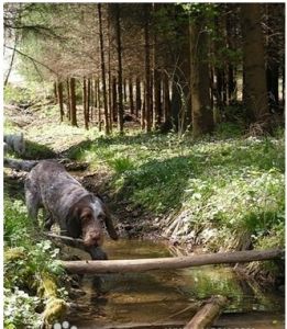 義大利硬毛指示犬